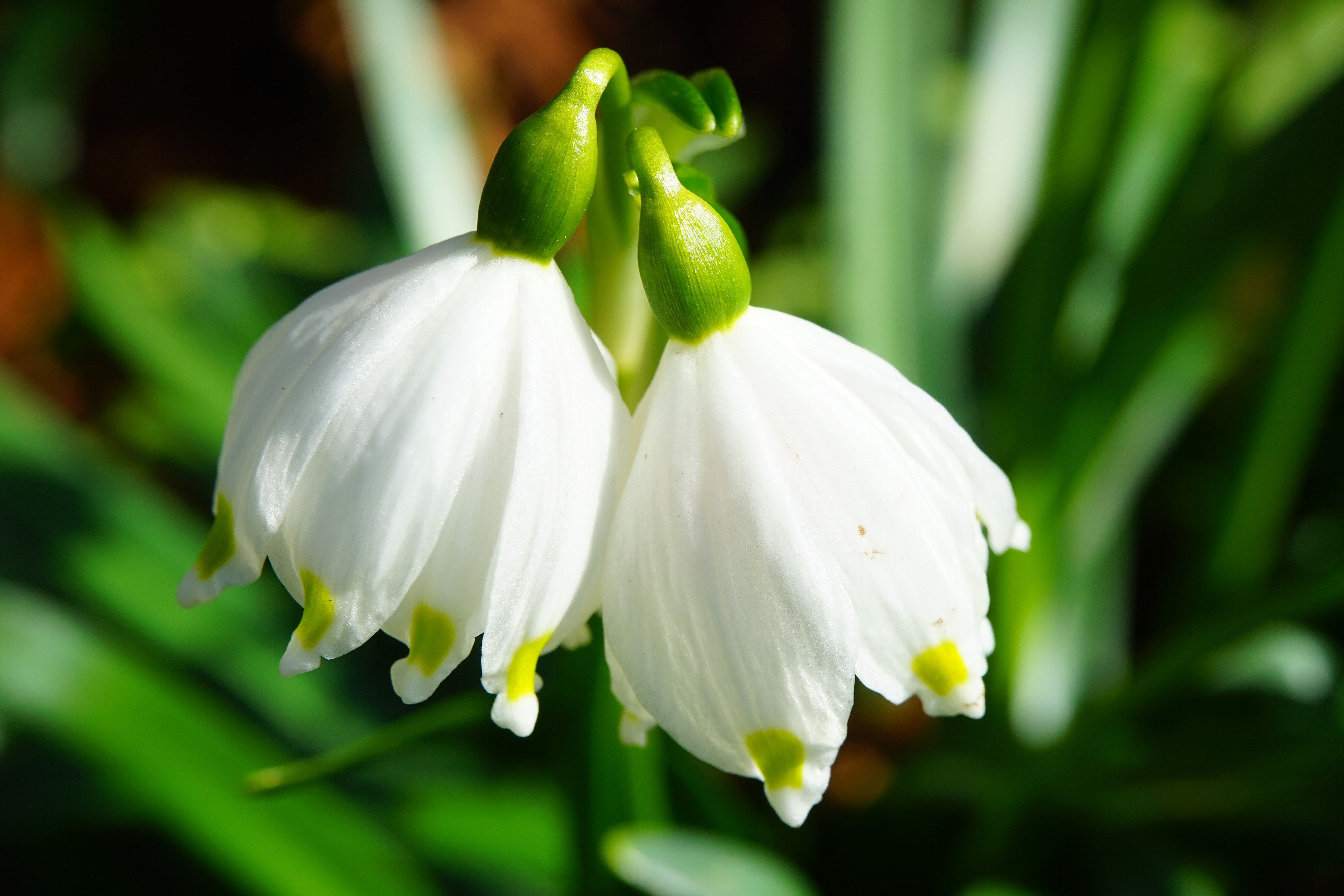 Märzenbecher Blume